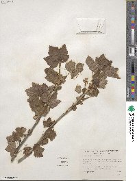 Ribes hudsonianum var. petiolare image