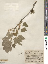 Ribes hudsonianum var. petiolare image