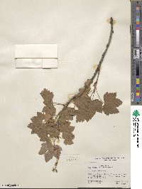 Ribes hudsonianum var. petiolare image
