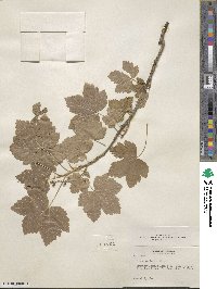 Ribes hudsonianum var. petiolare image