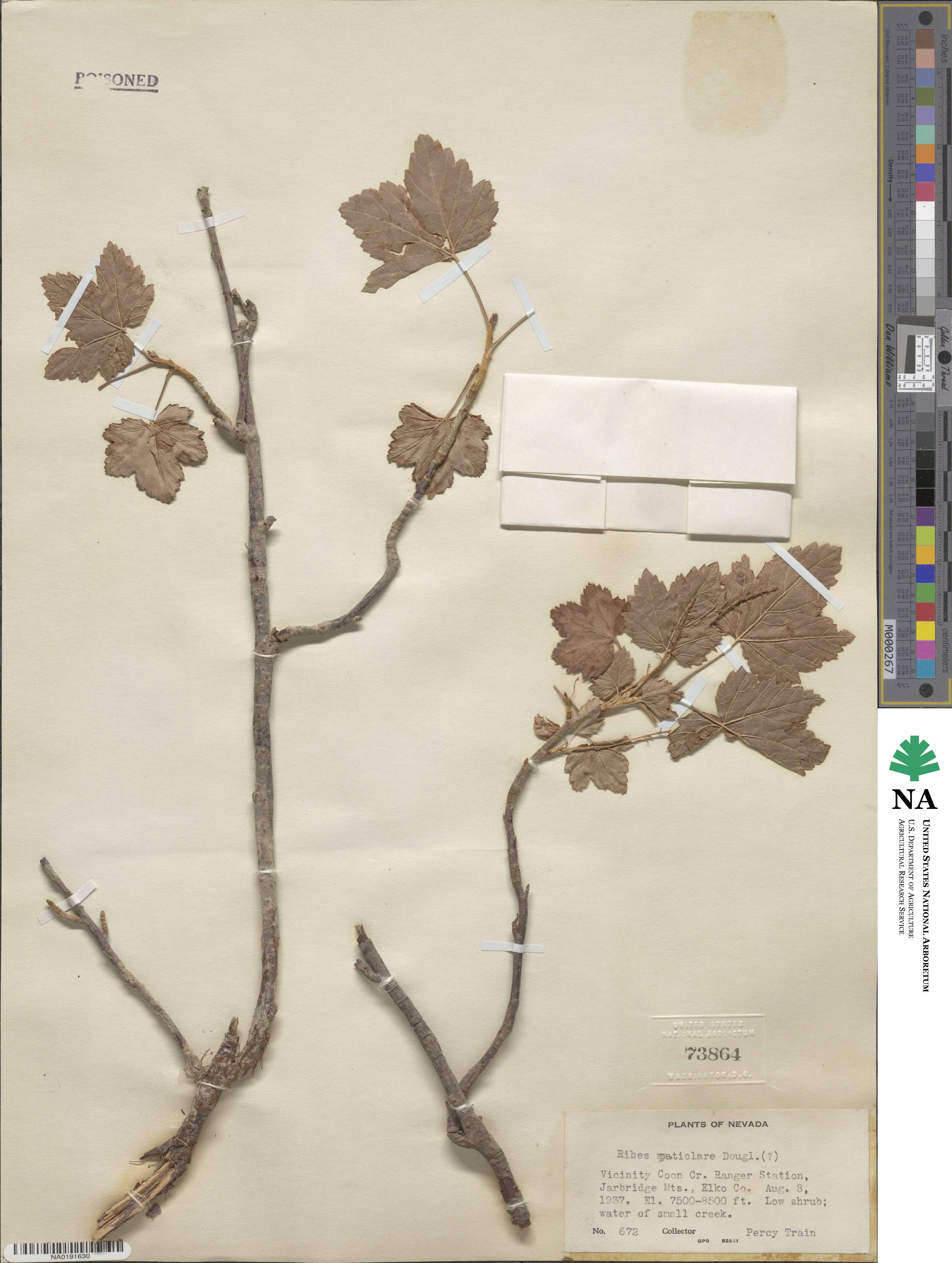 Ribes hudsonianum var. petiolare image