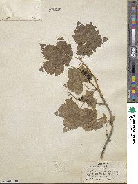 Ribes hudsonianum var. petiolare image