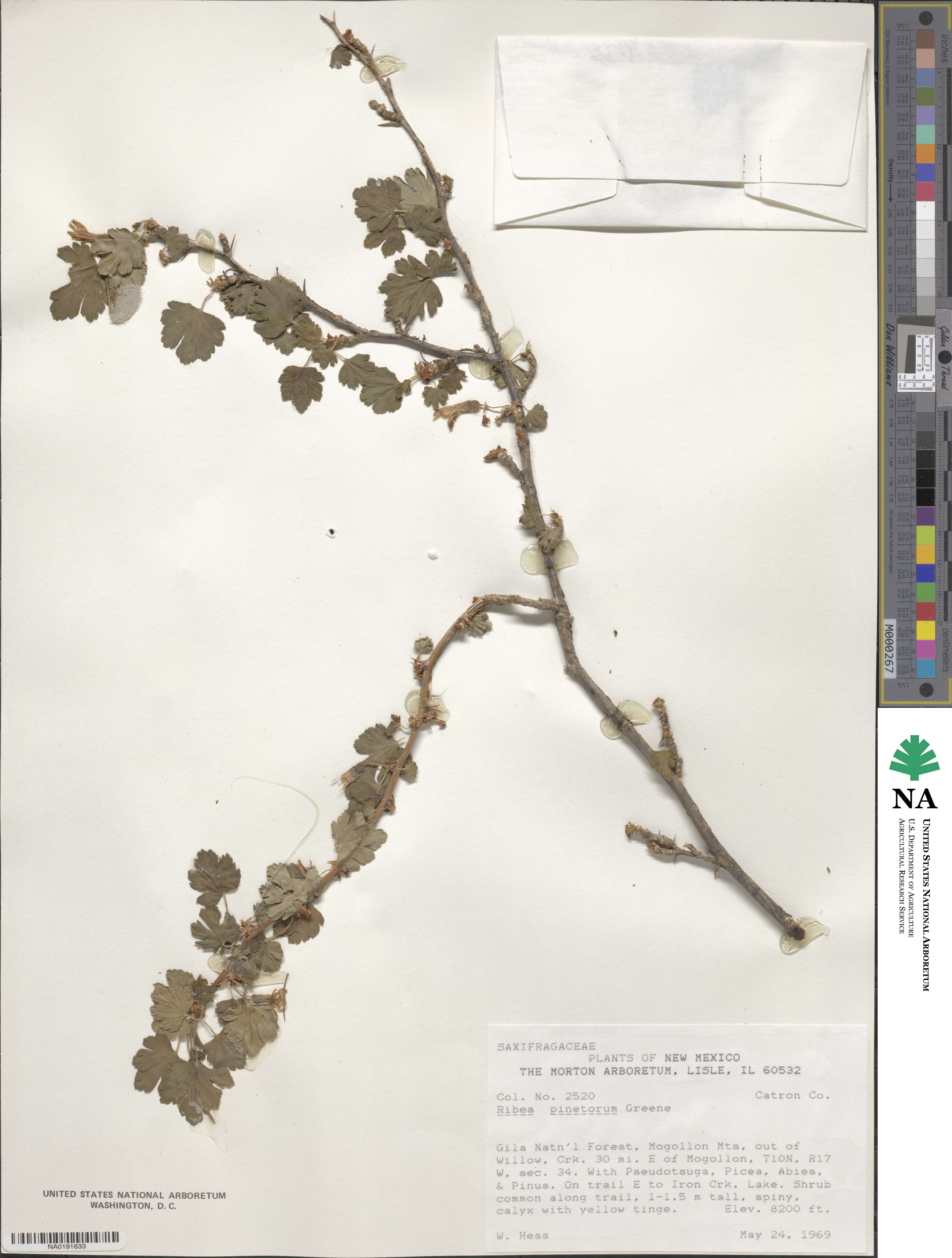 Ribes pinetorum image