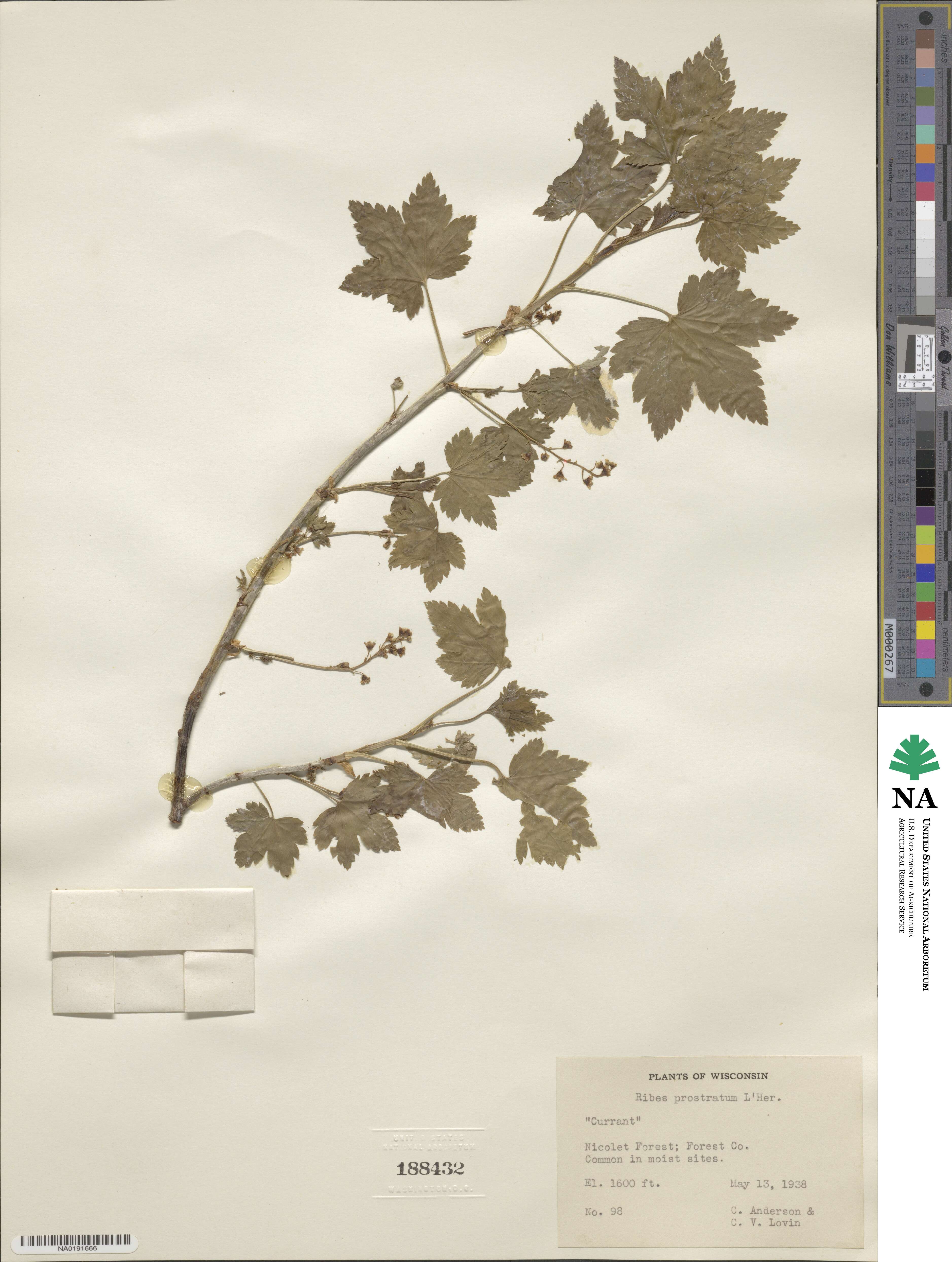 Ribes glandulosum image