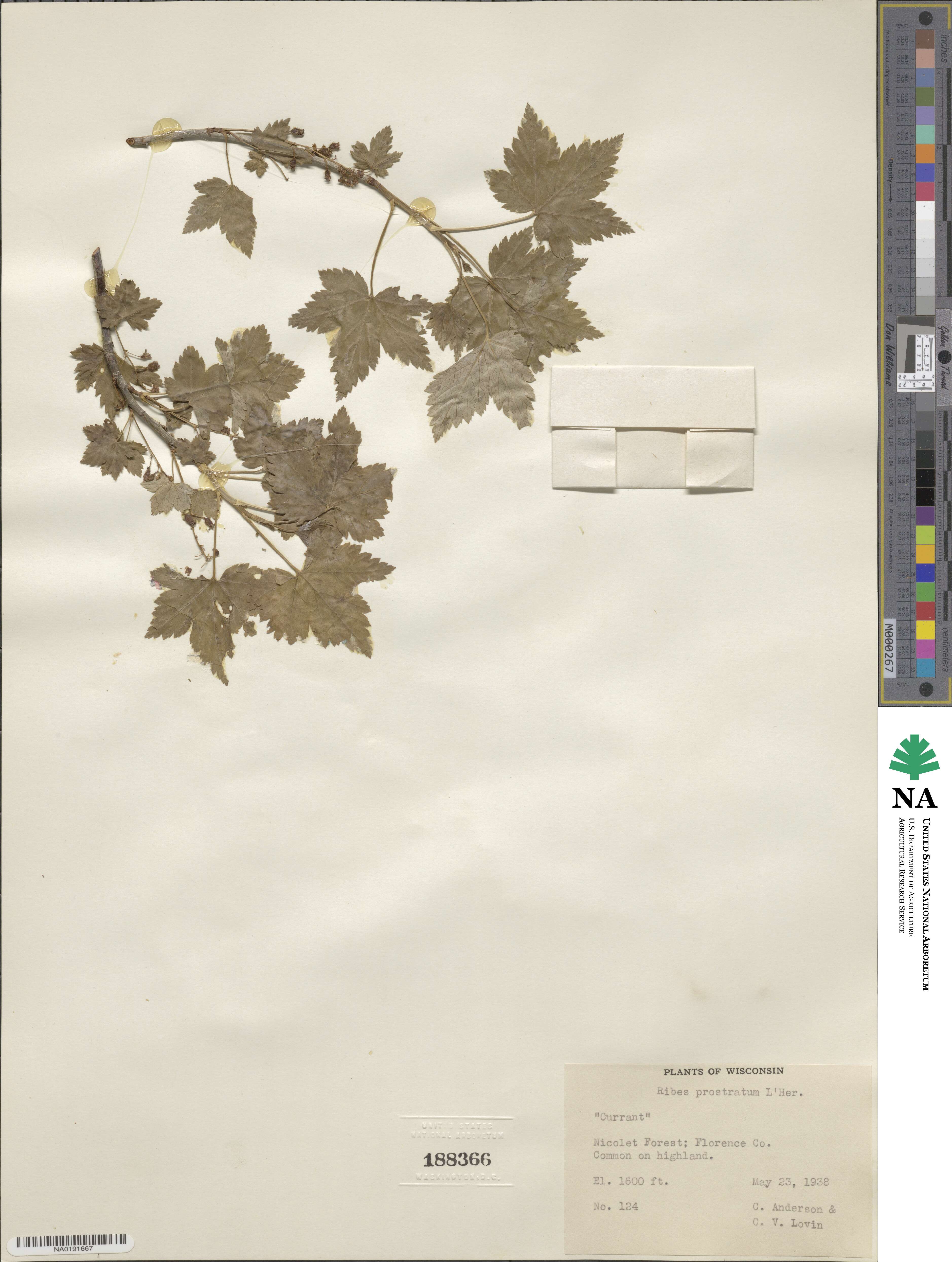 Ribes glandulosum image