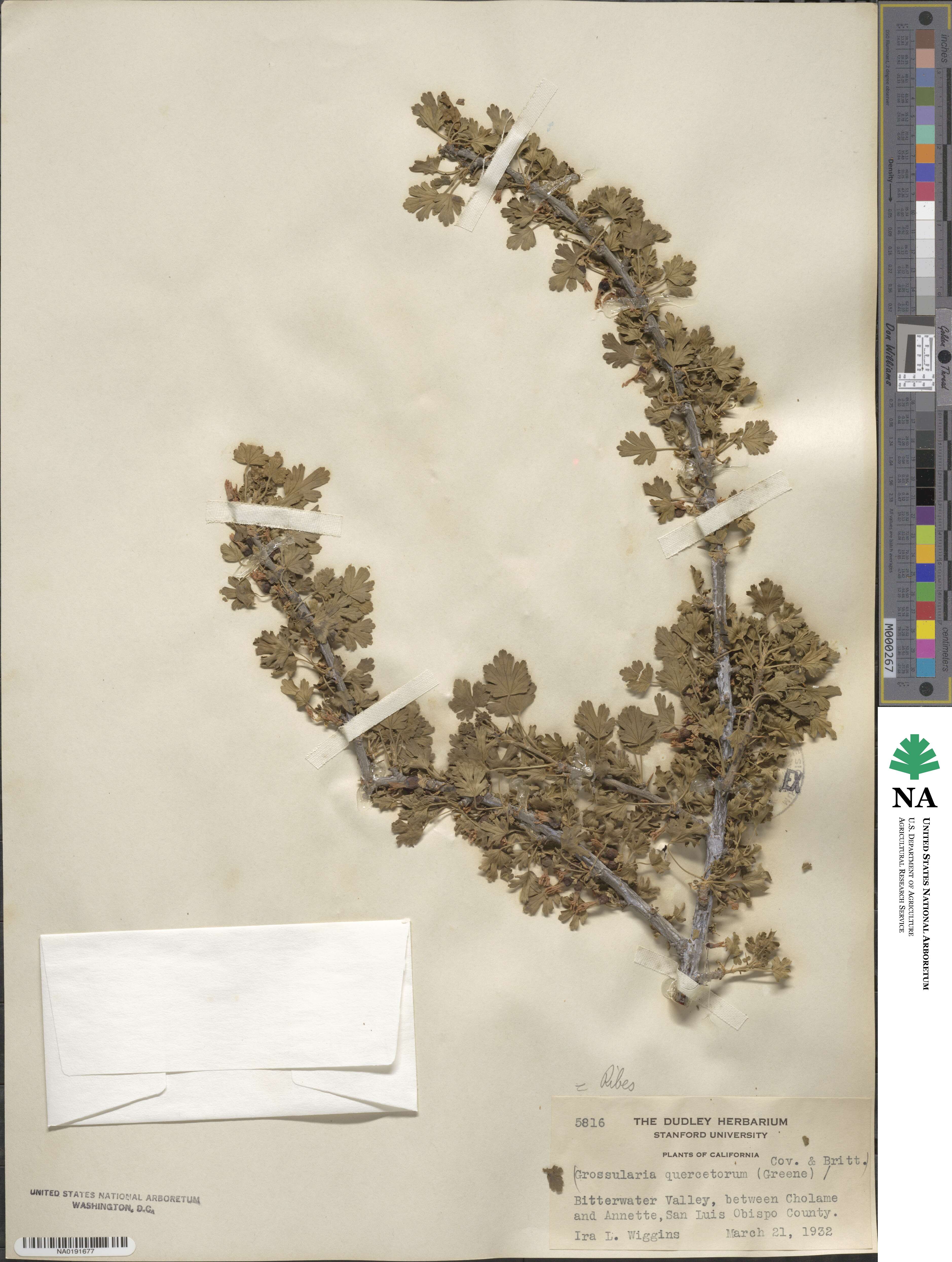 Ribes quercetorum image