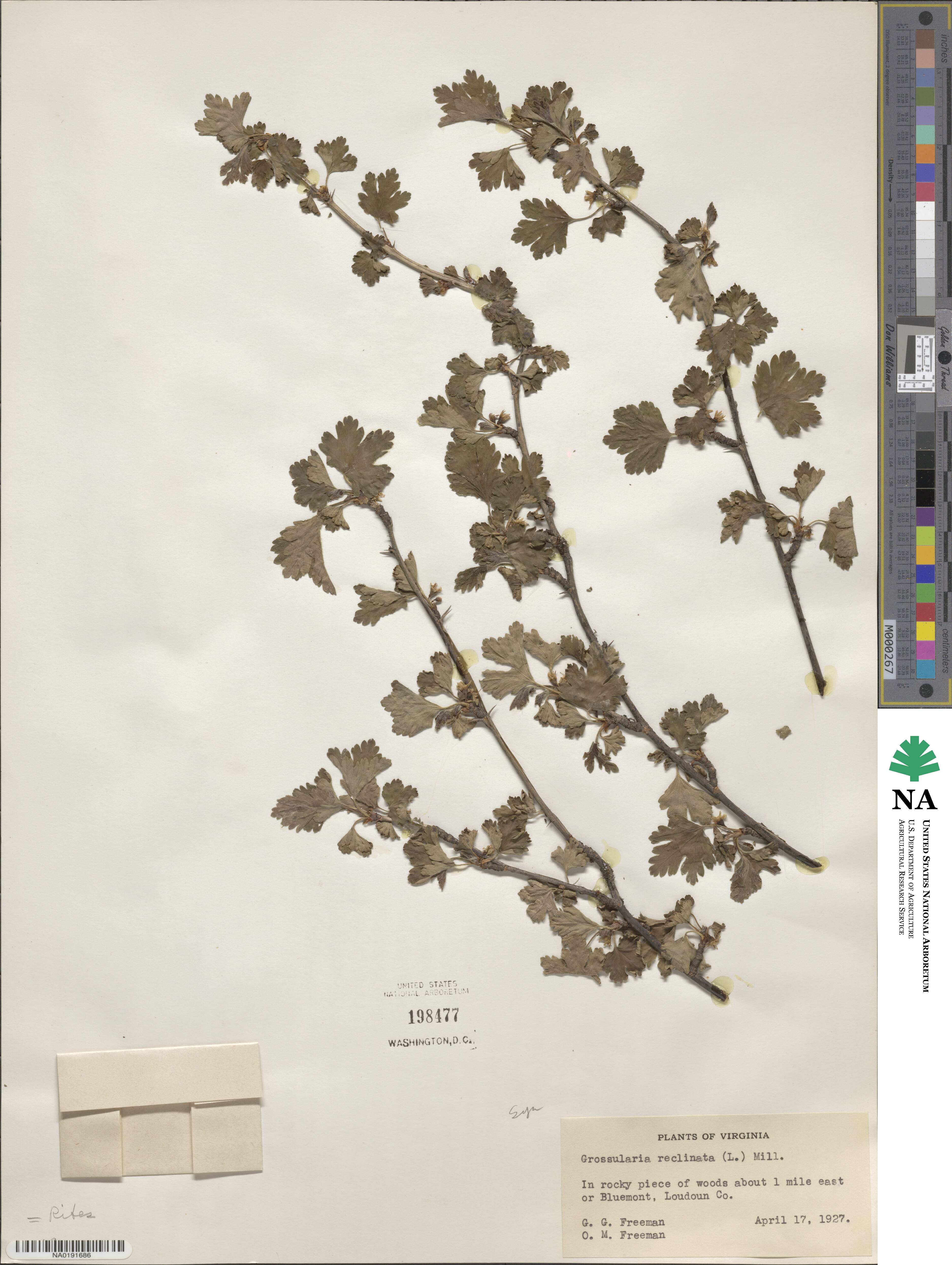 Ribes uva-crispa image