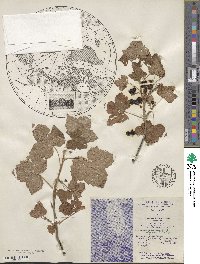 Ribes rigens image