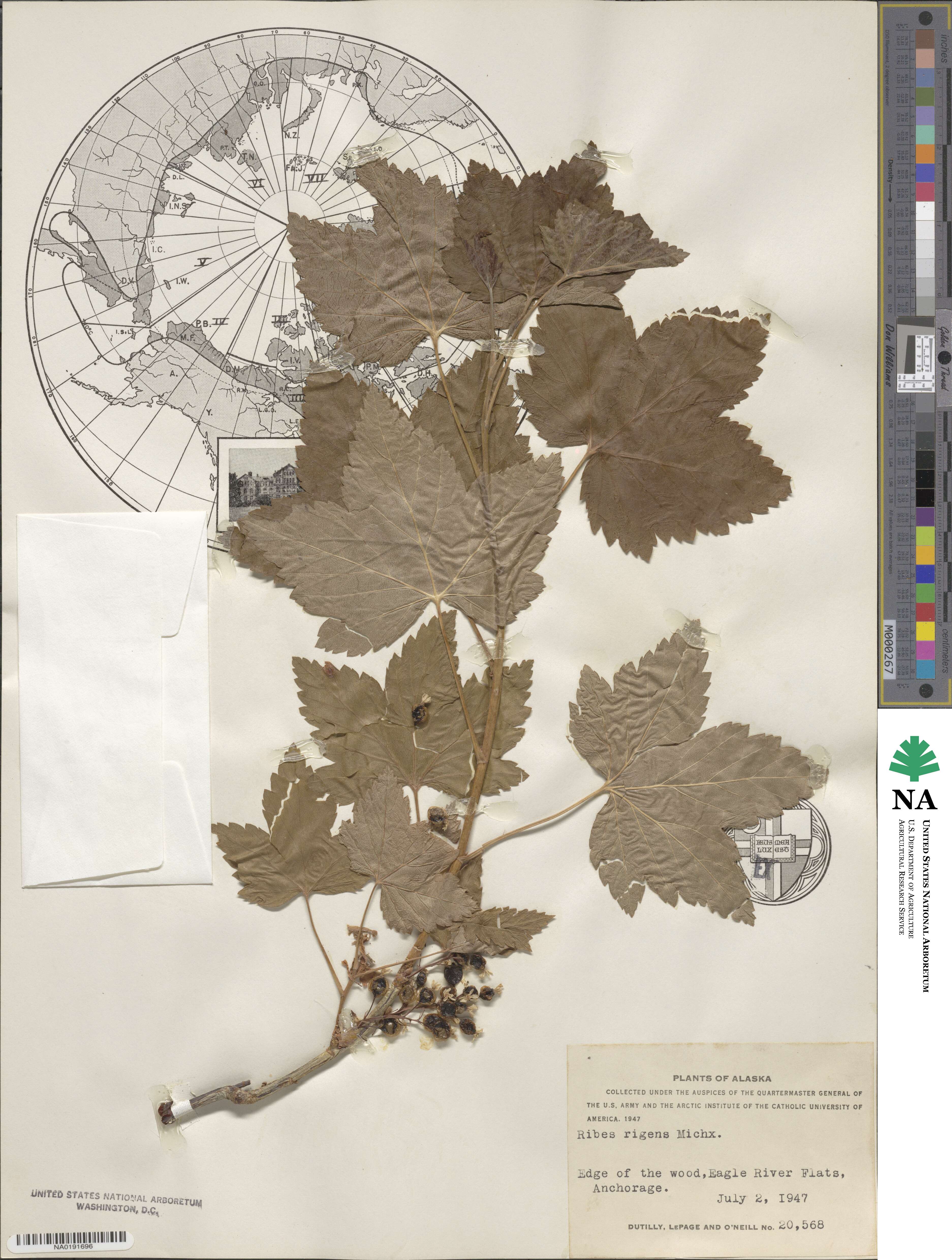 Ribes rigens image