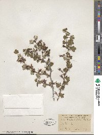 Ribes roezlii var. amictum image