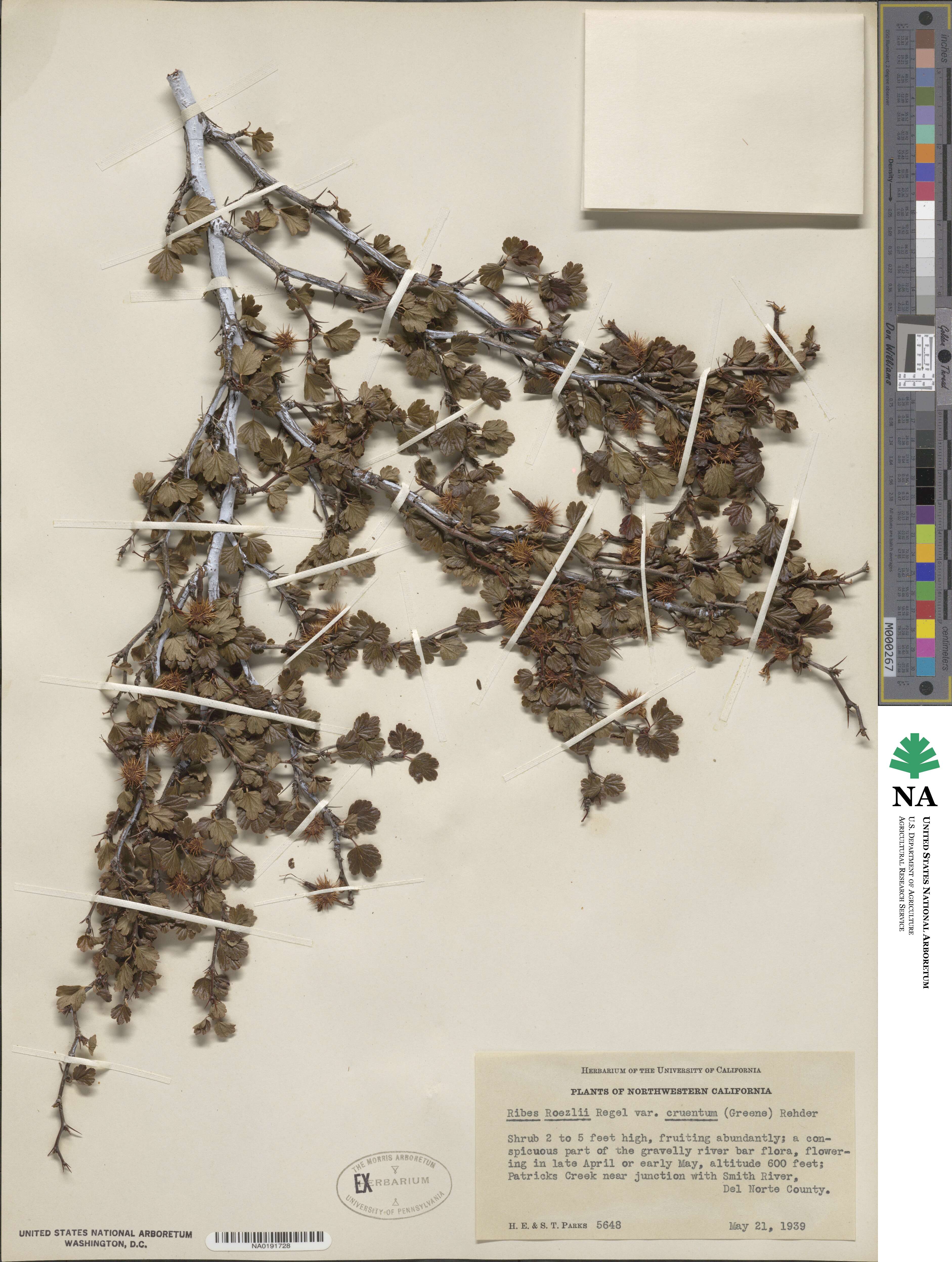Ribes cruentum image