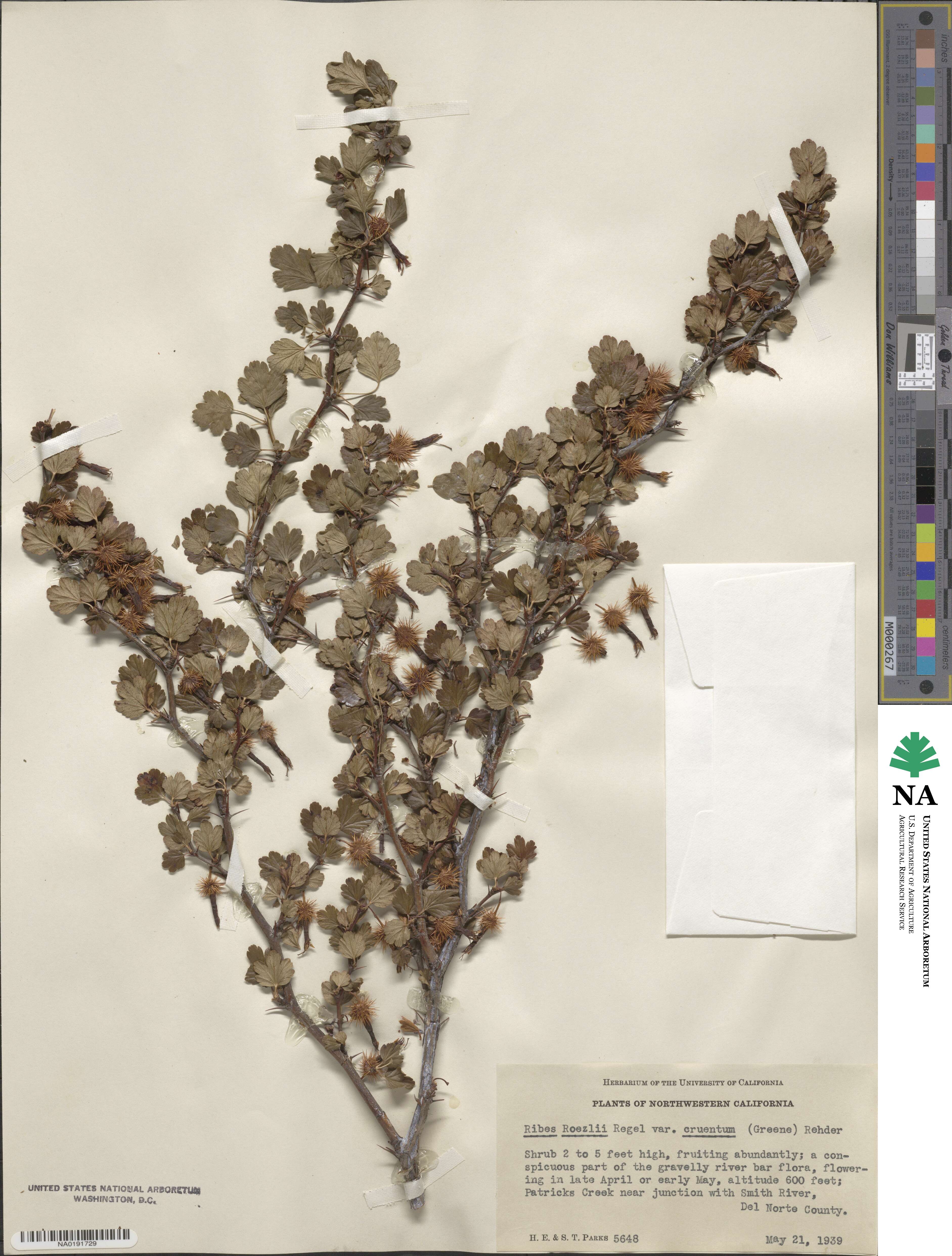 Ribes cruentum image