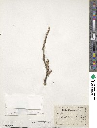 Ribes rubrum image