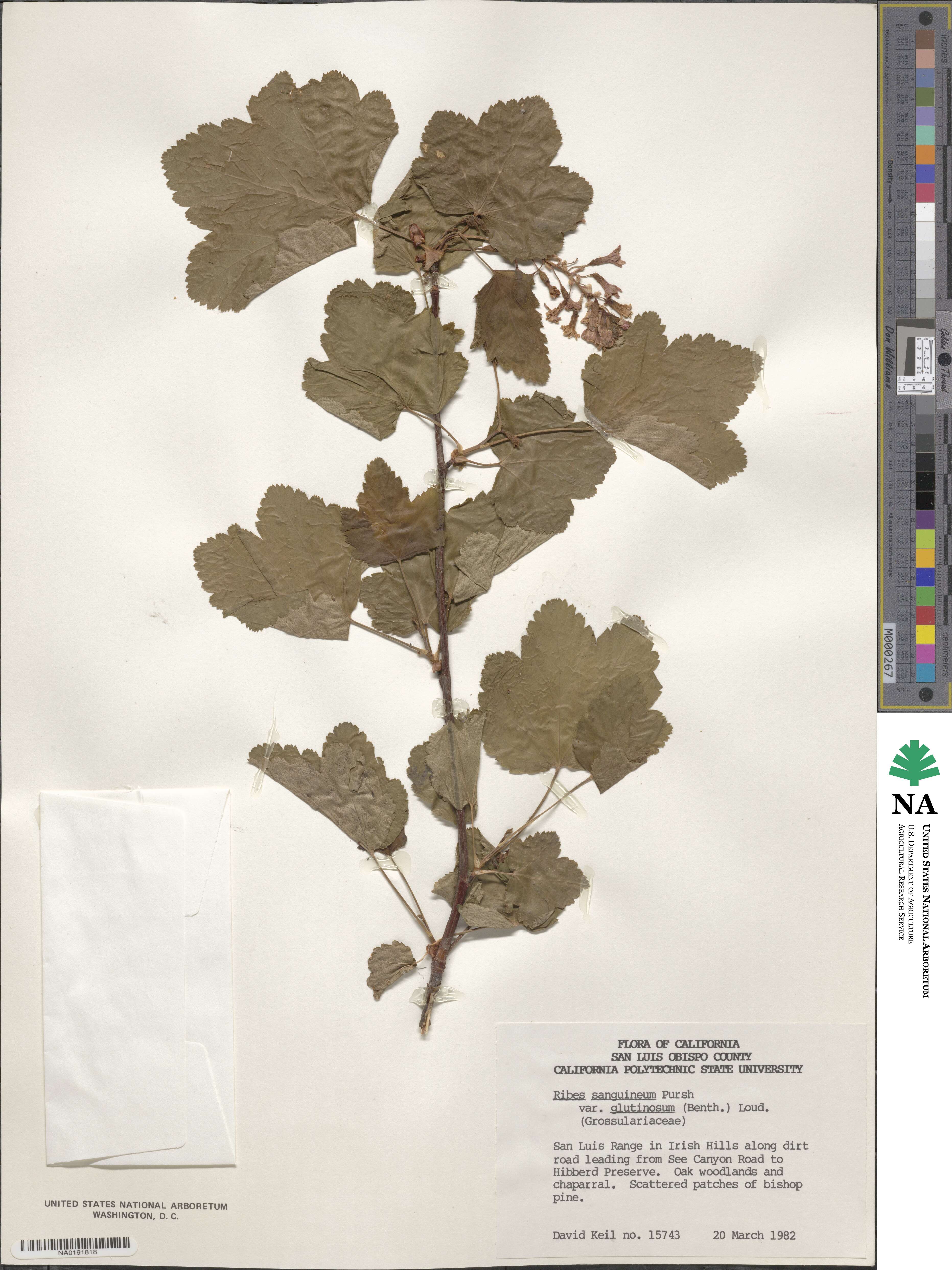 Ribes sanguineum var. glutinosum image