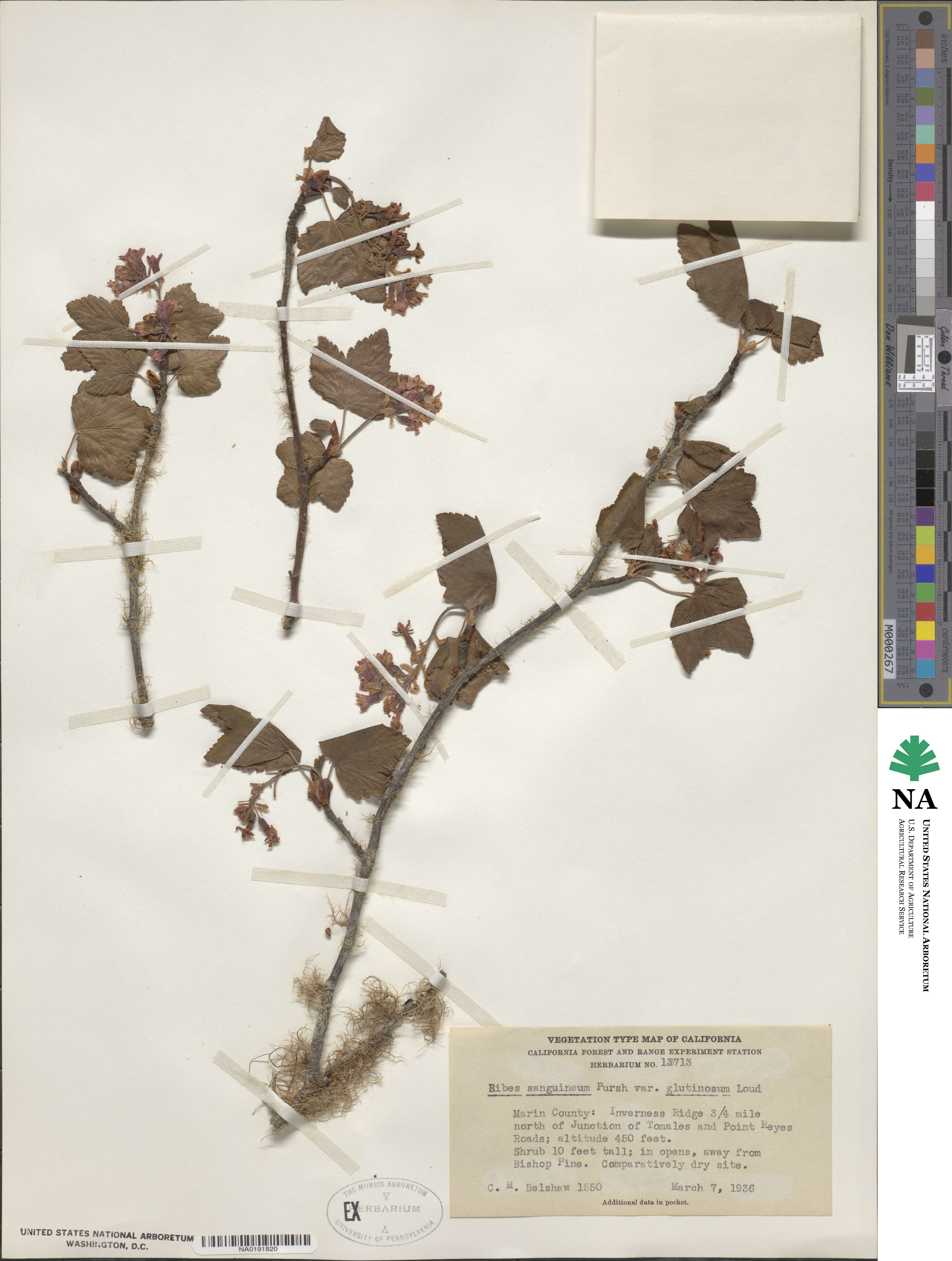 Ribes sanguineum image