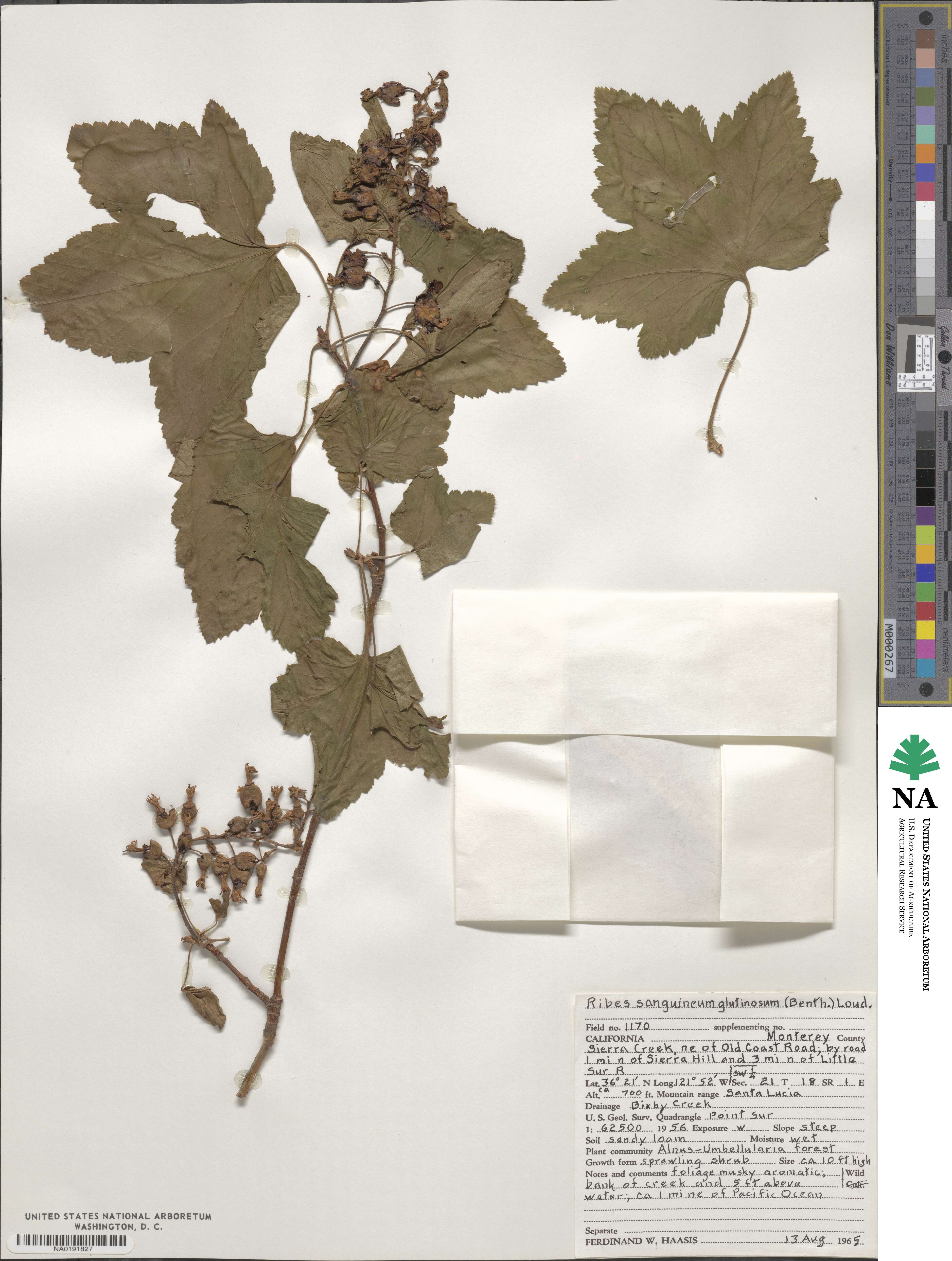 Ribes sanguineum var. glutinosum image