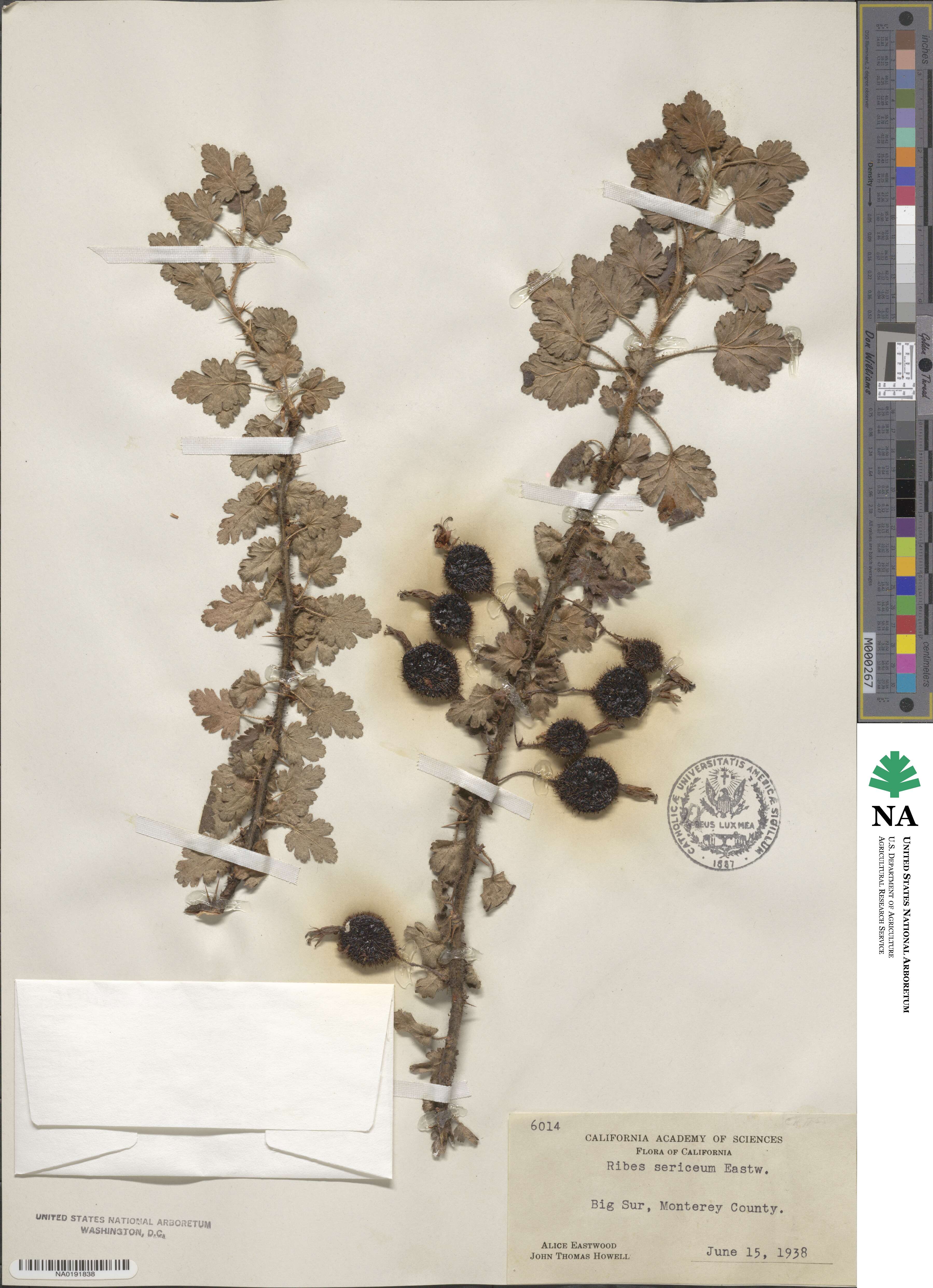 Ribes sericeum image