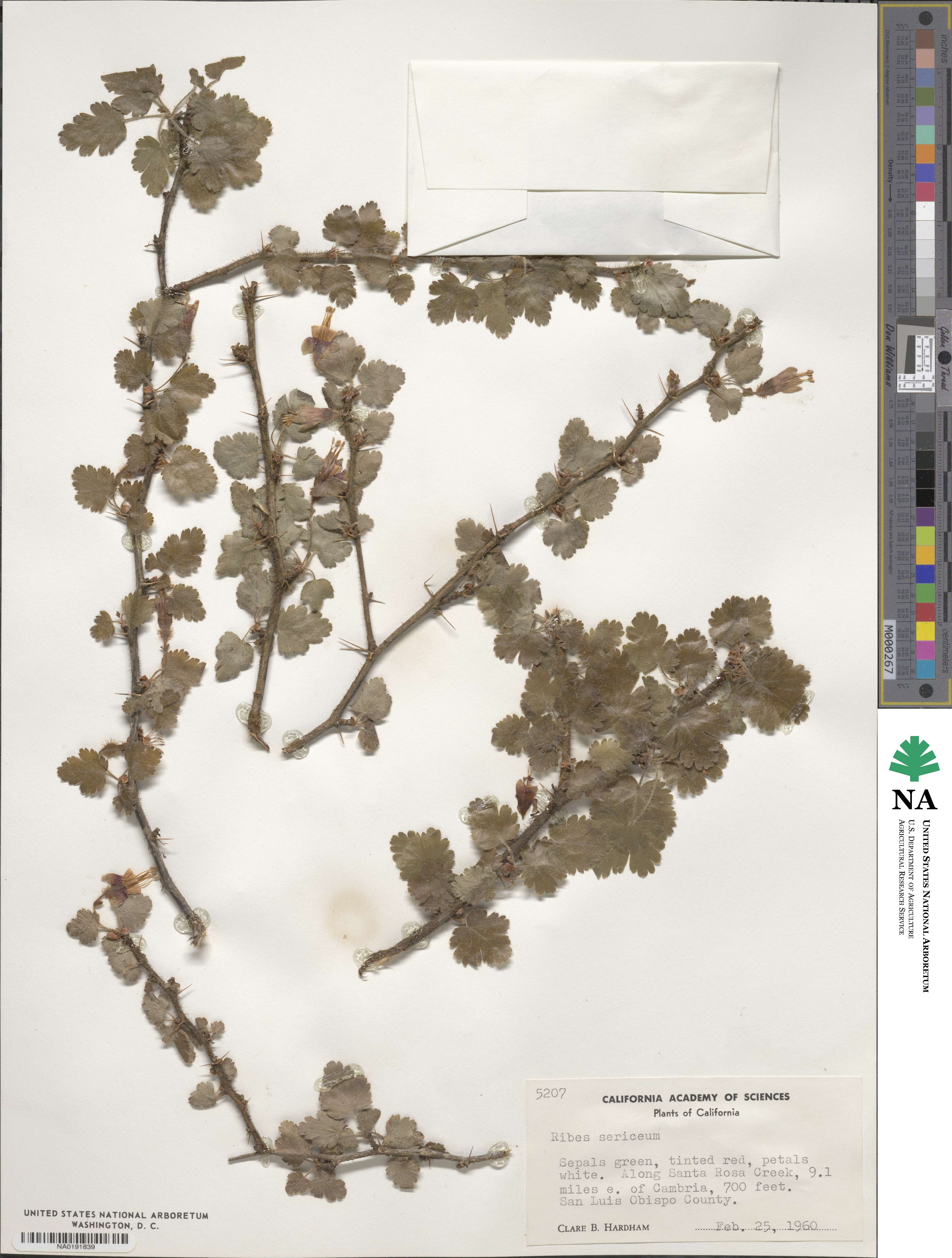 Ribes sericeum image