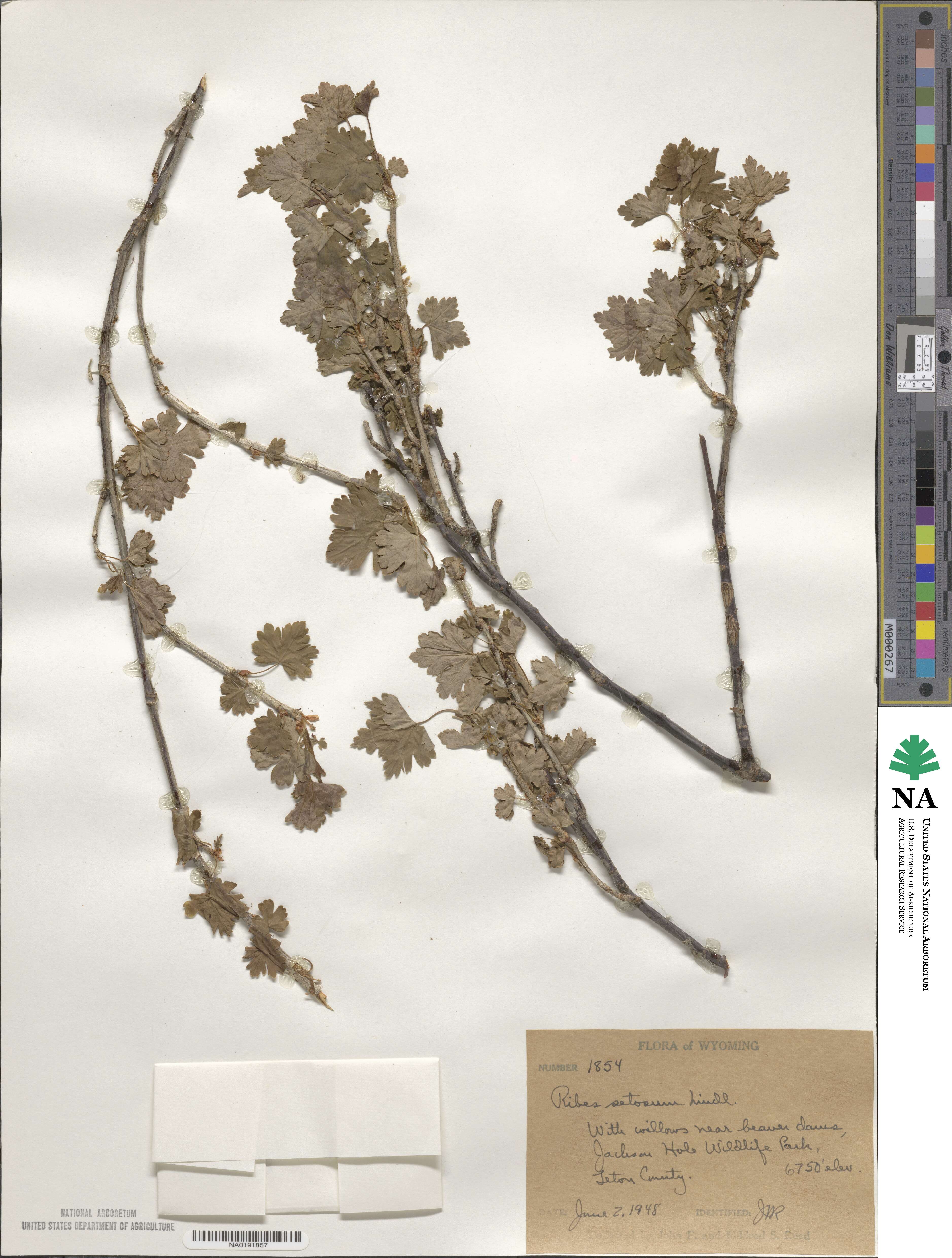 Ribes setosum image