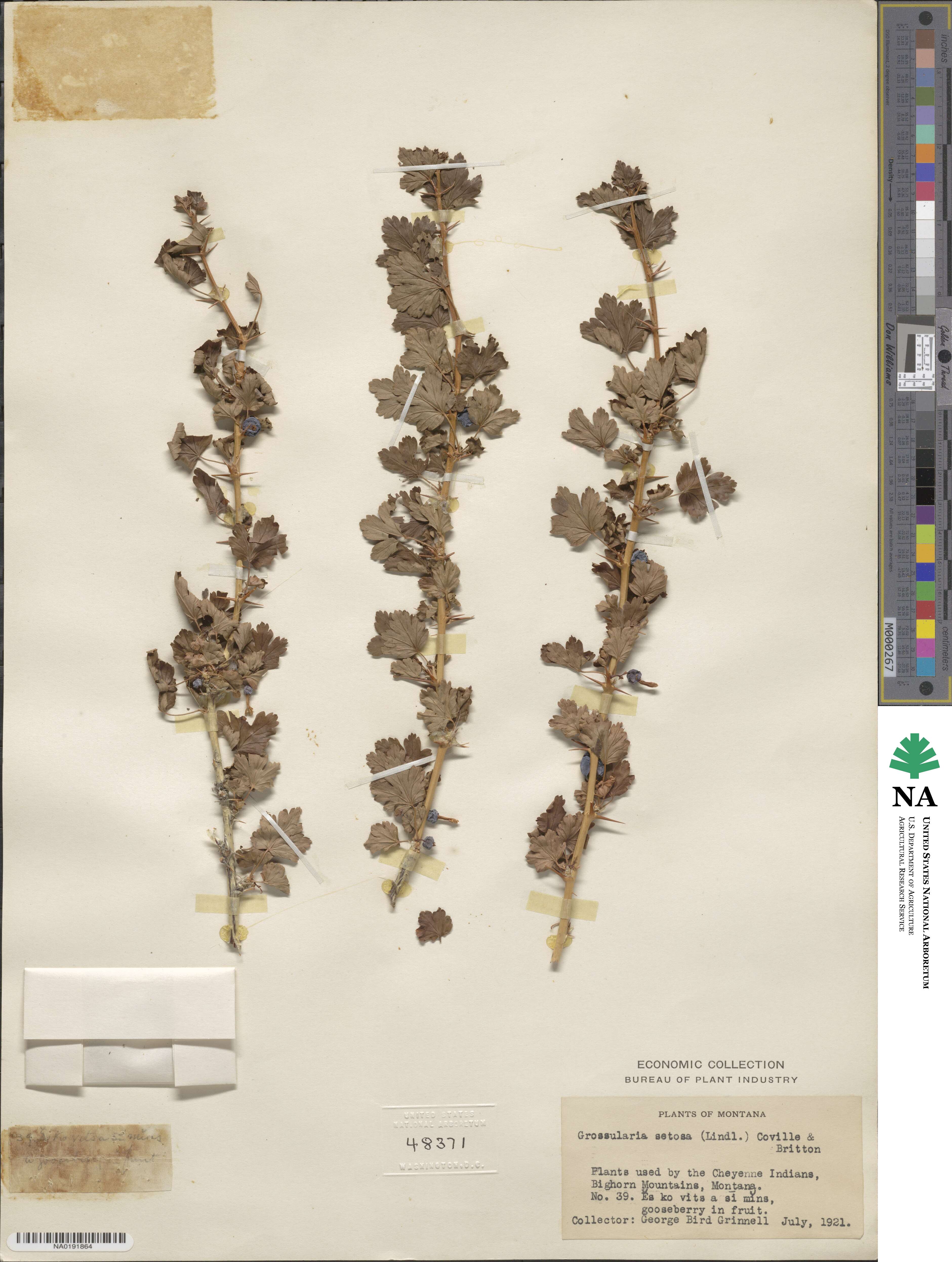 Ribes setosum image