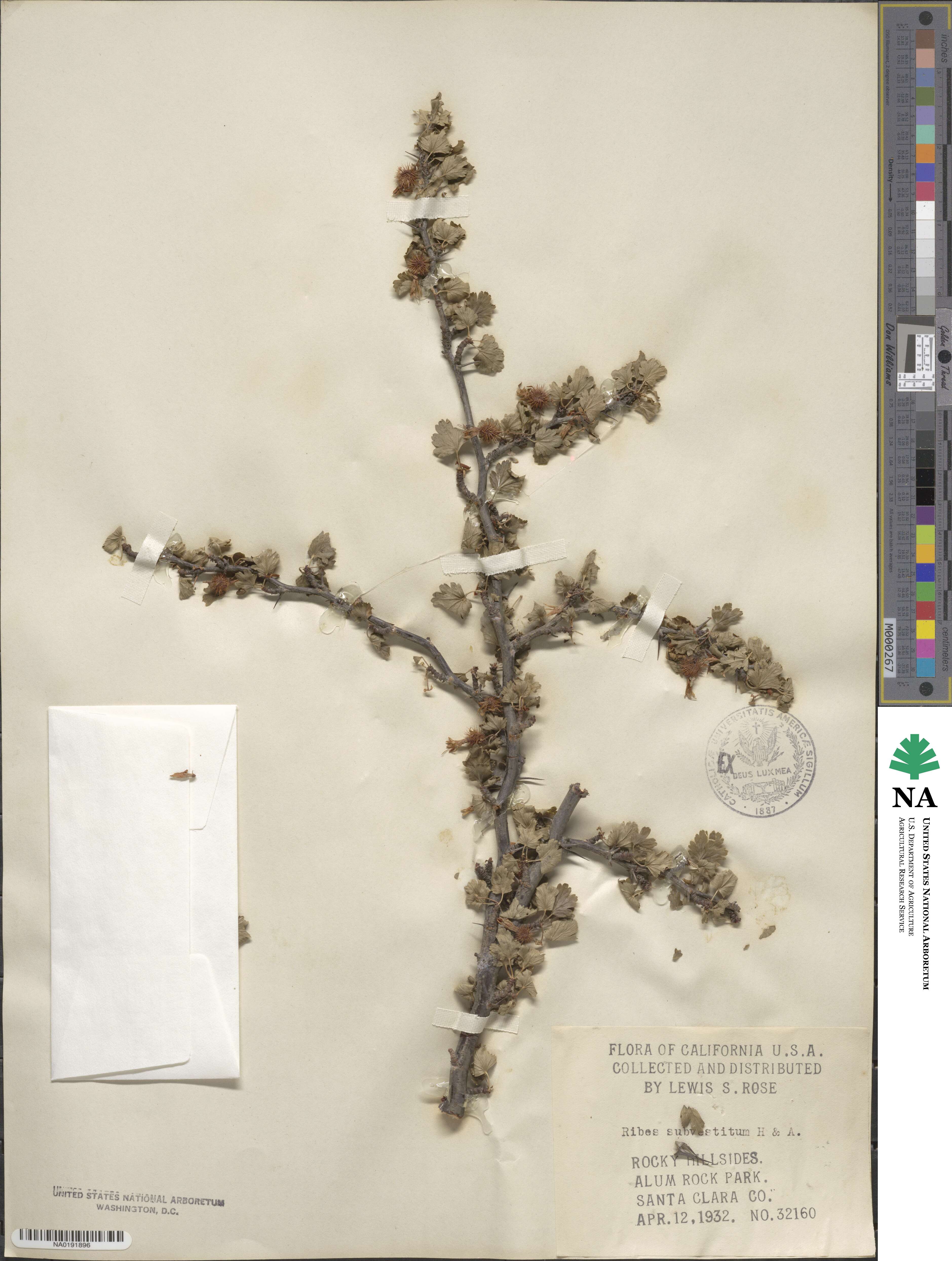 Ribes menziesii image