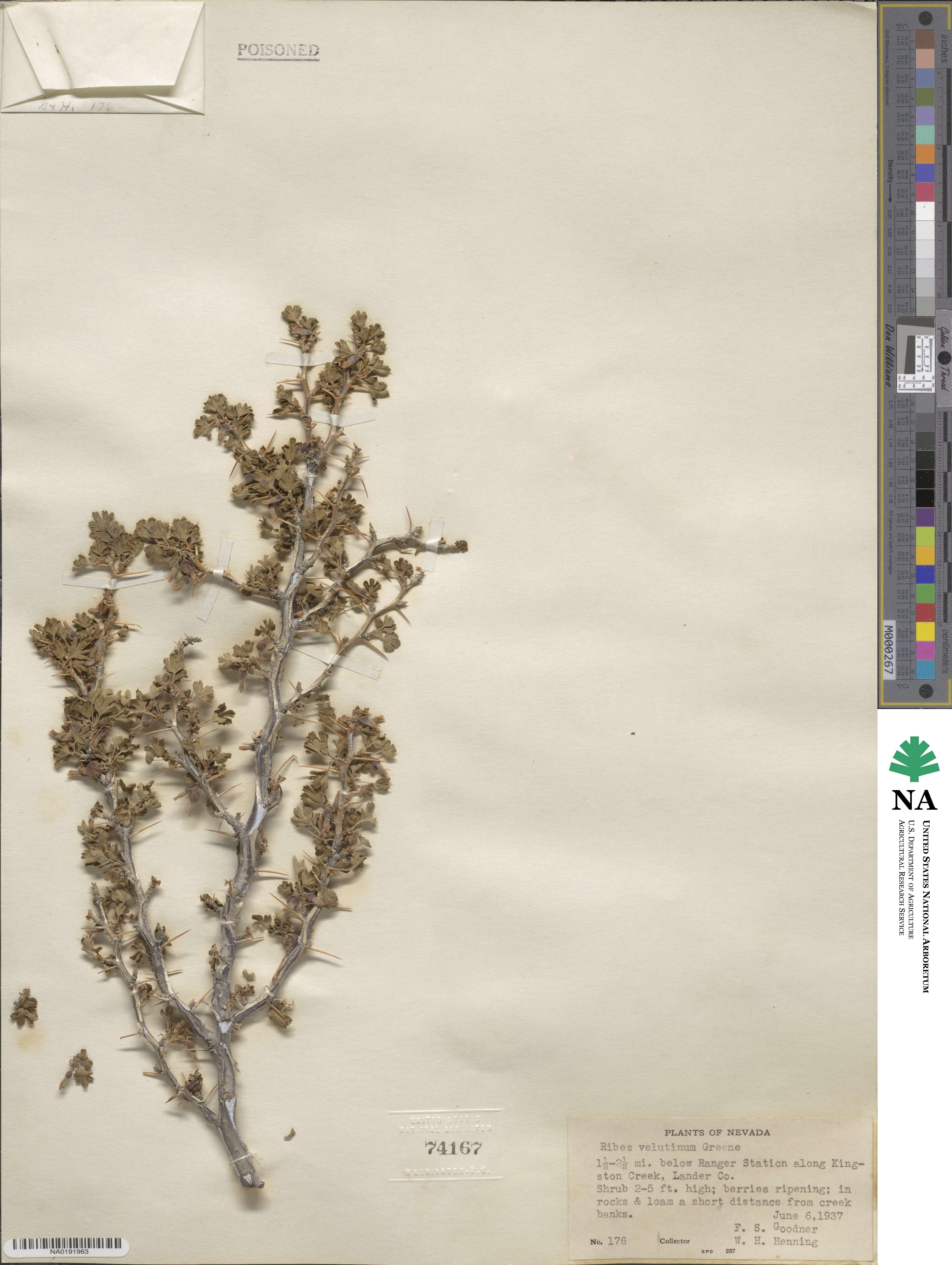 Ribes velutinum image