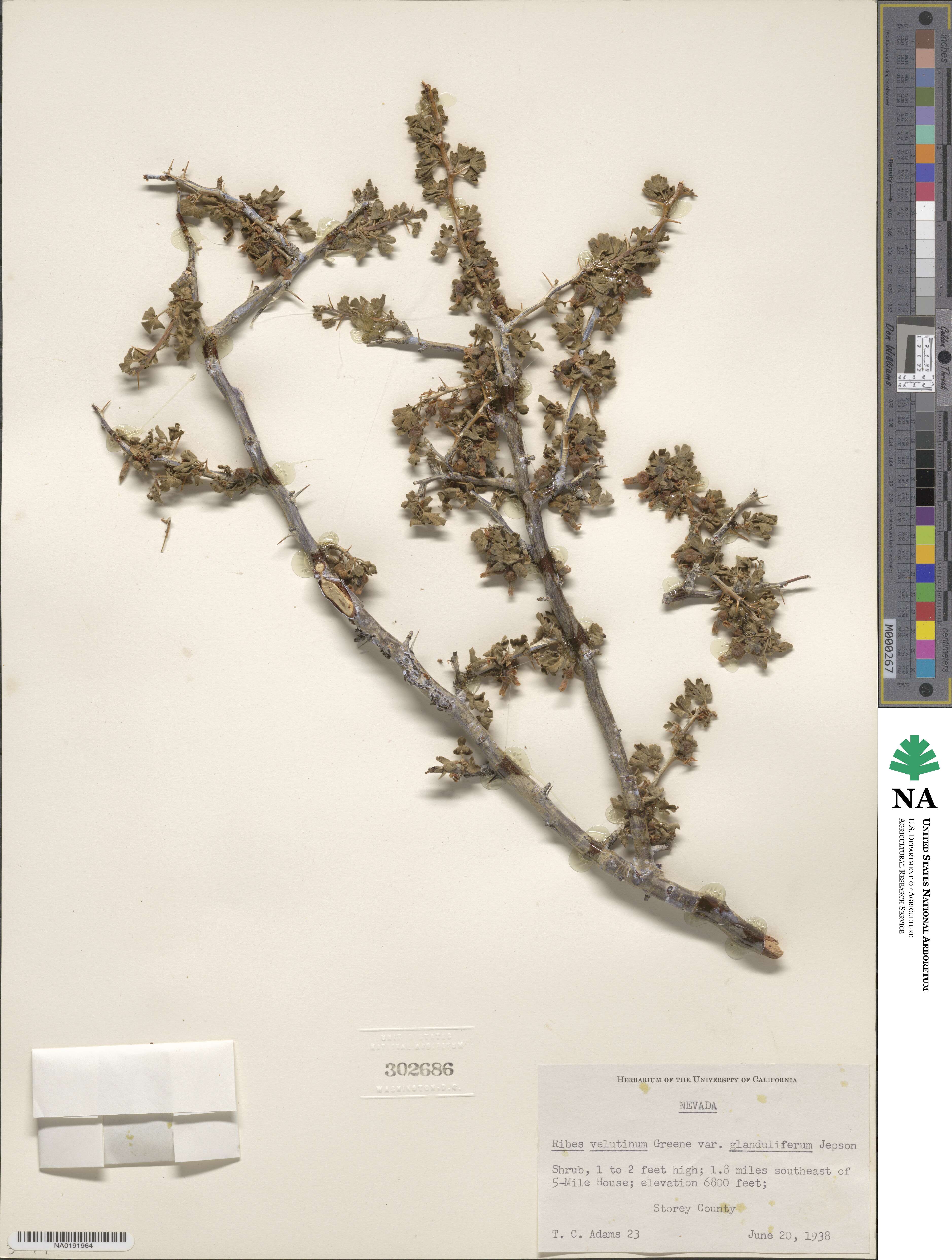 Ribes velutinum image