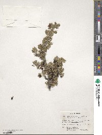 Ribes velutinum var. gooddingii image