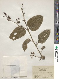 Smilax herbacea image