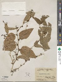 Smilax herbacea image