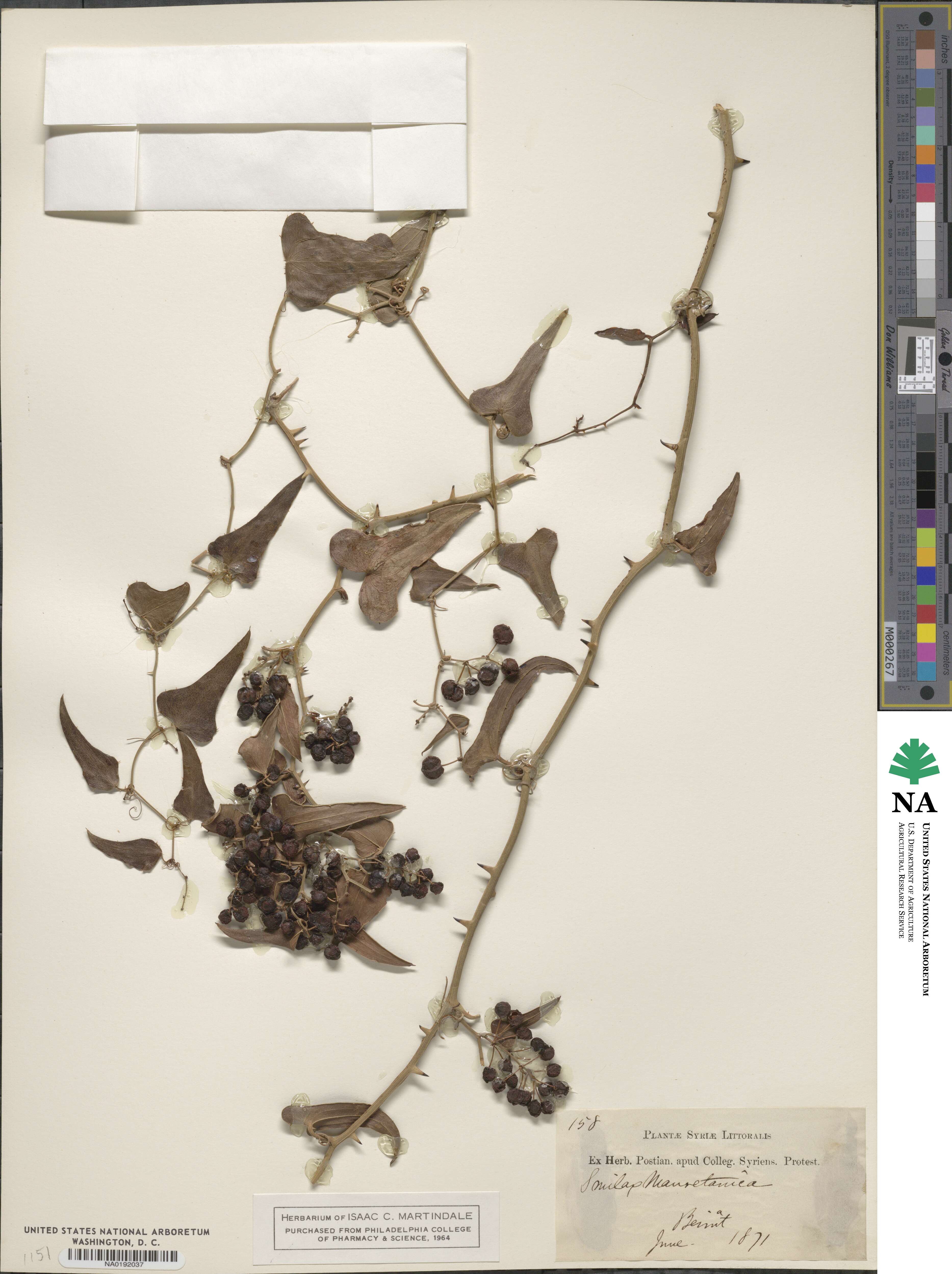 Smilax megalantha image