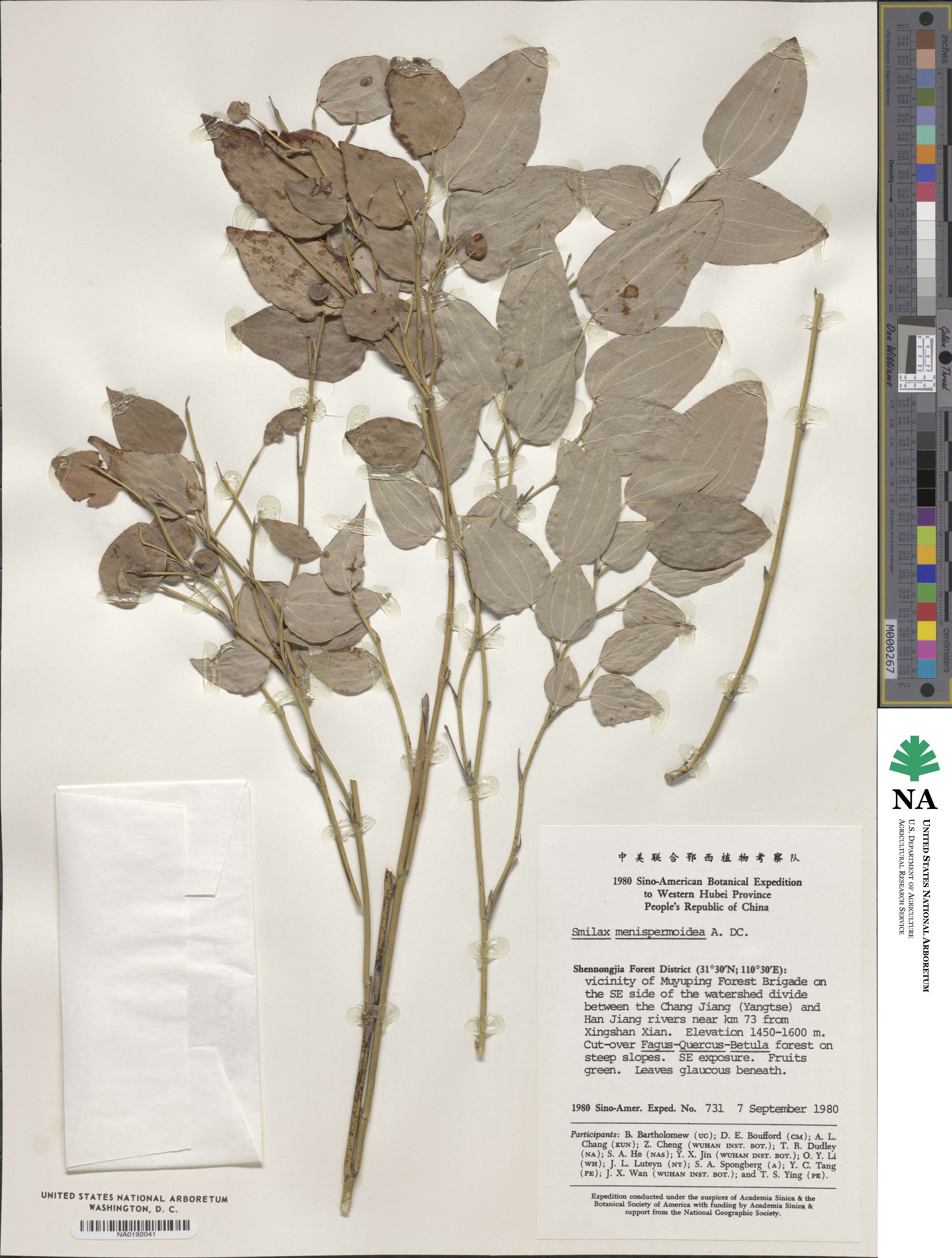 Smilax menispermoidea image