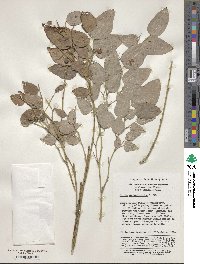 Smilax menispermoidea image