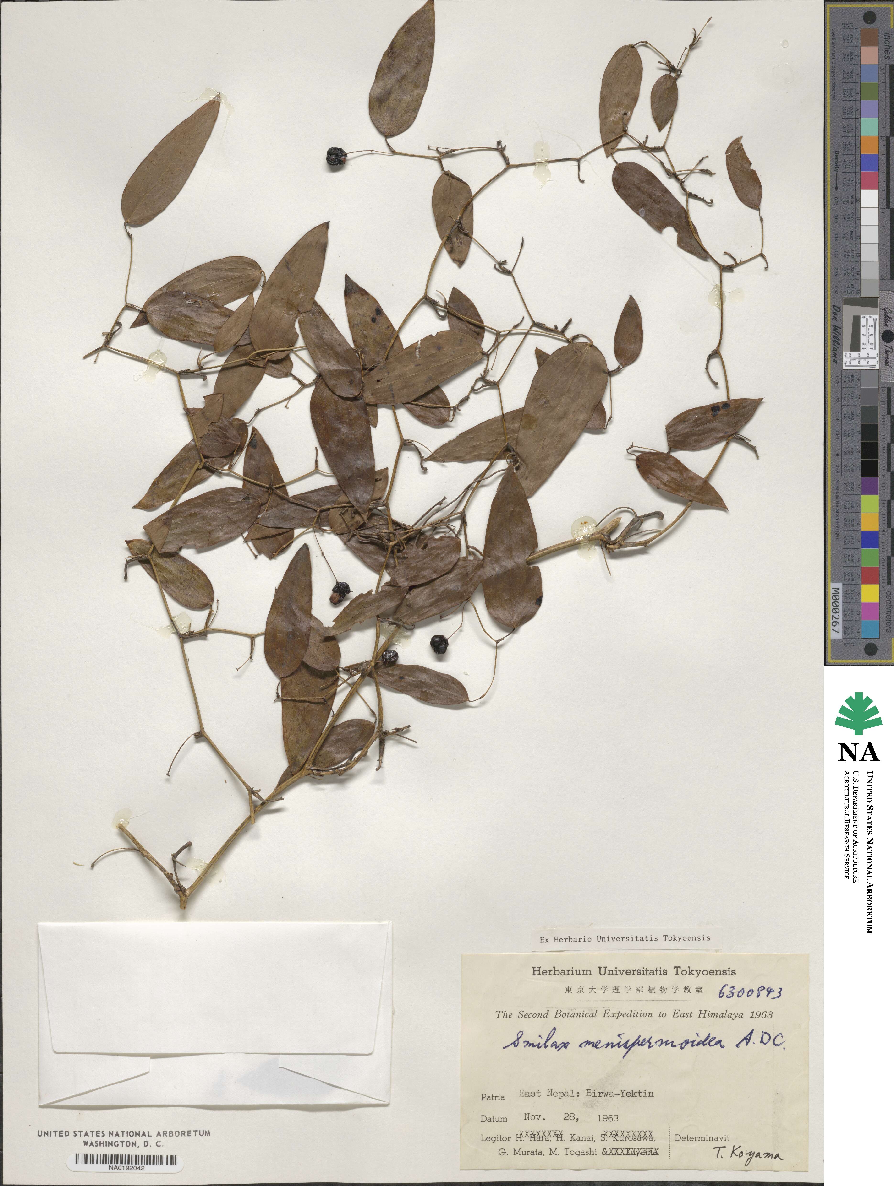 Smilax menispermoidea image