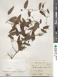 Smilax menispermoidea image