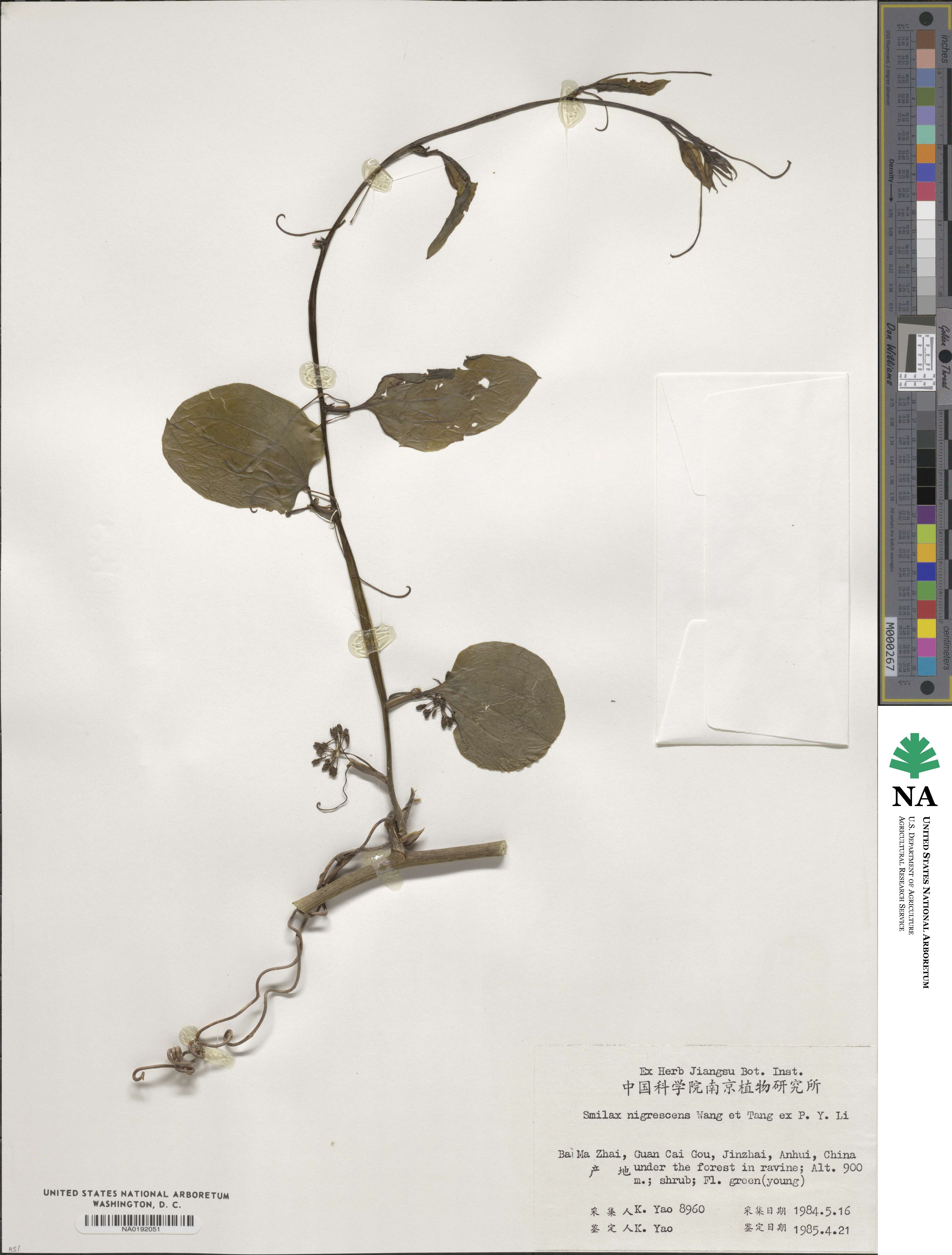 Smilax nigrescens image