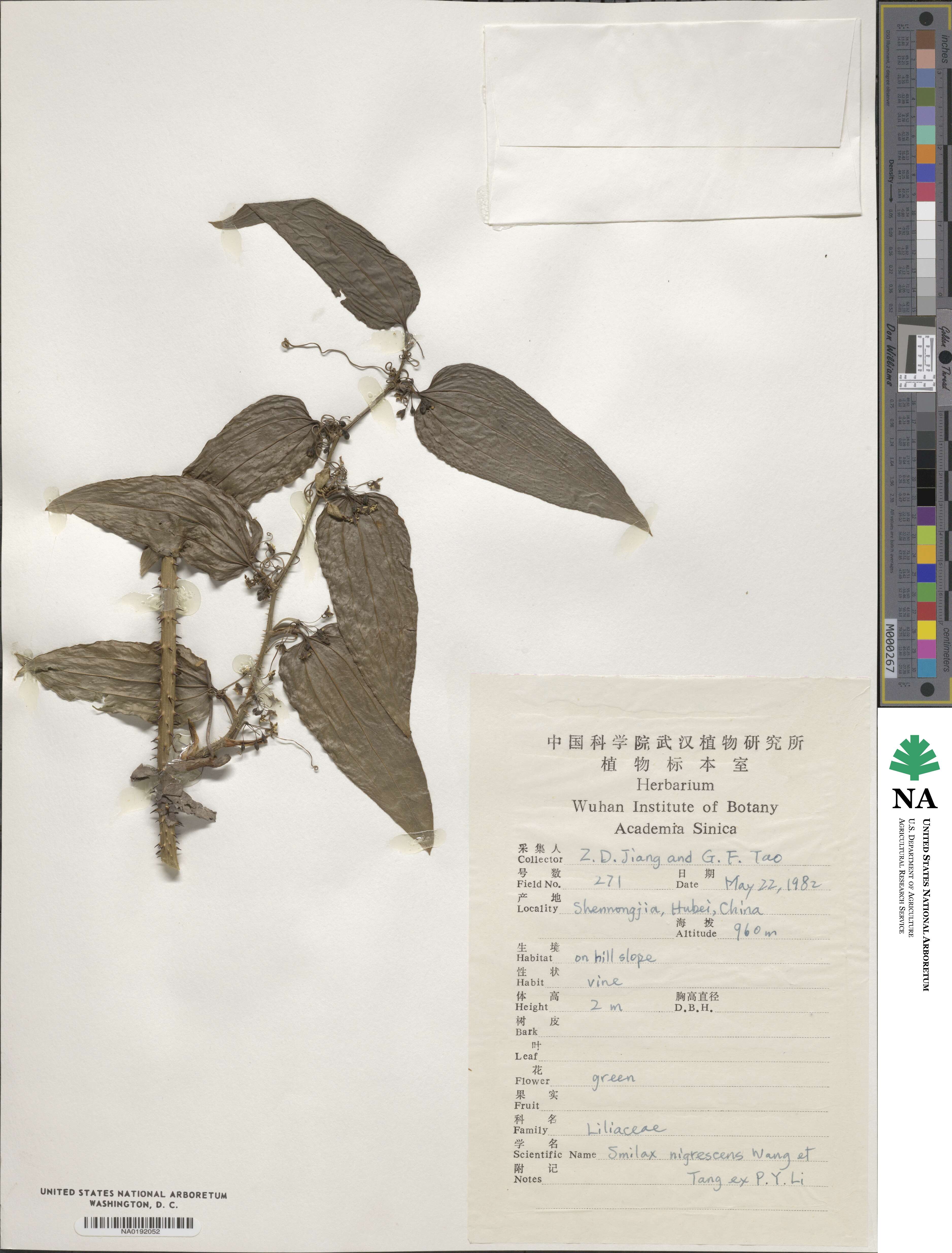 Smilax nigrescens image