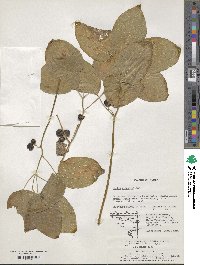 Smilax nipponica image