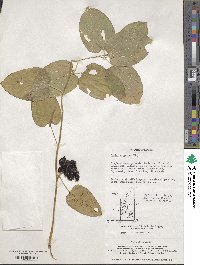 Smilax nipponica image