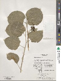 Smilax nipponica image