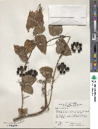 Smilax nipponica image