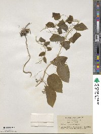 Smilax nipponica image