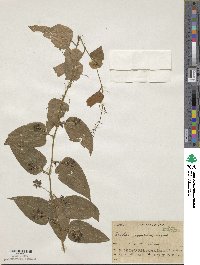 Smilax nipponica image