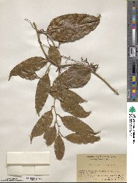 Smilax laevis image