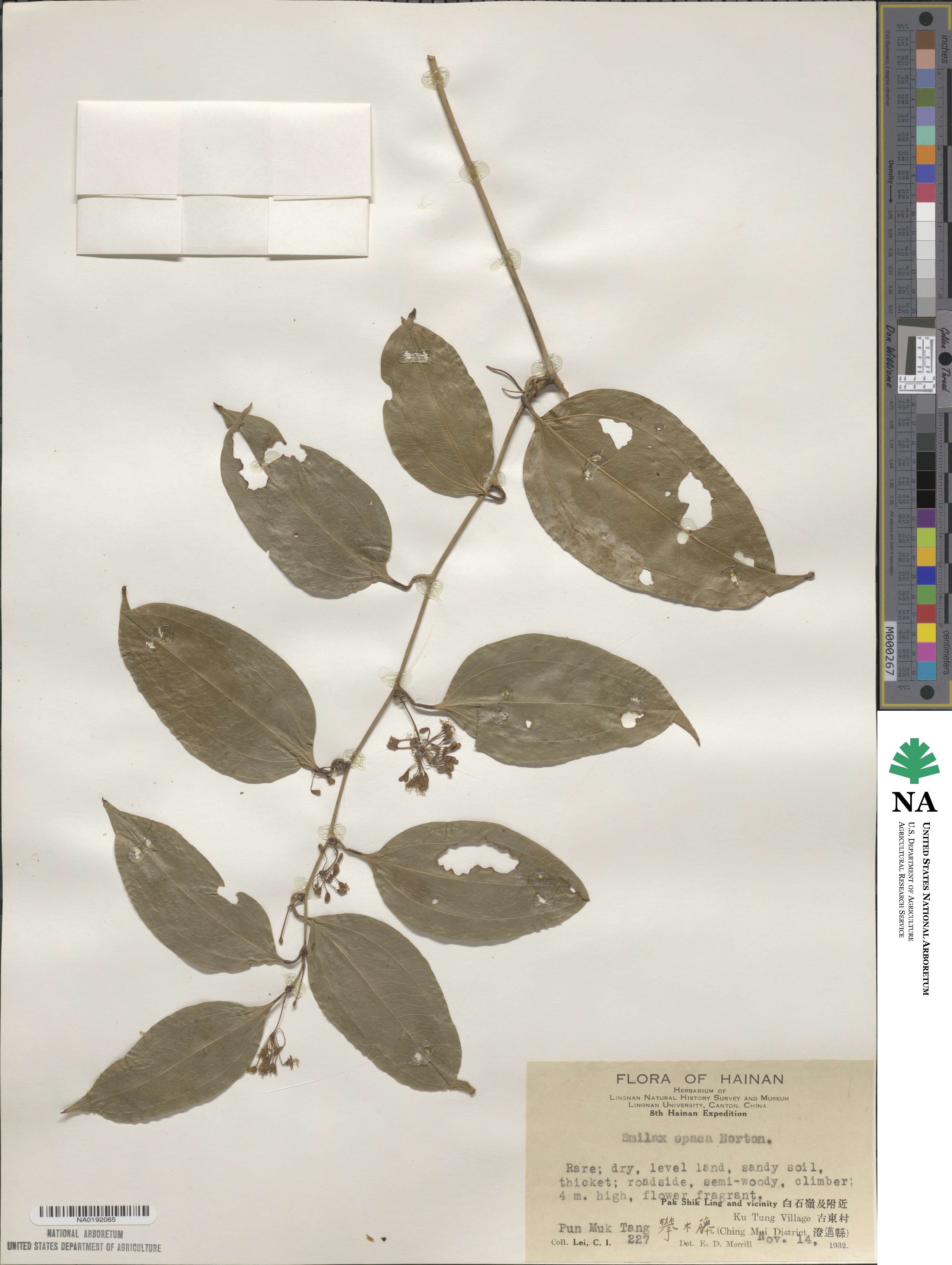 Smilax laevis image