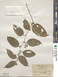 Smilax laevis image