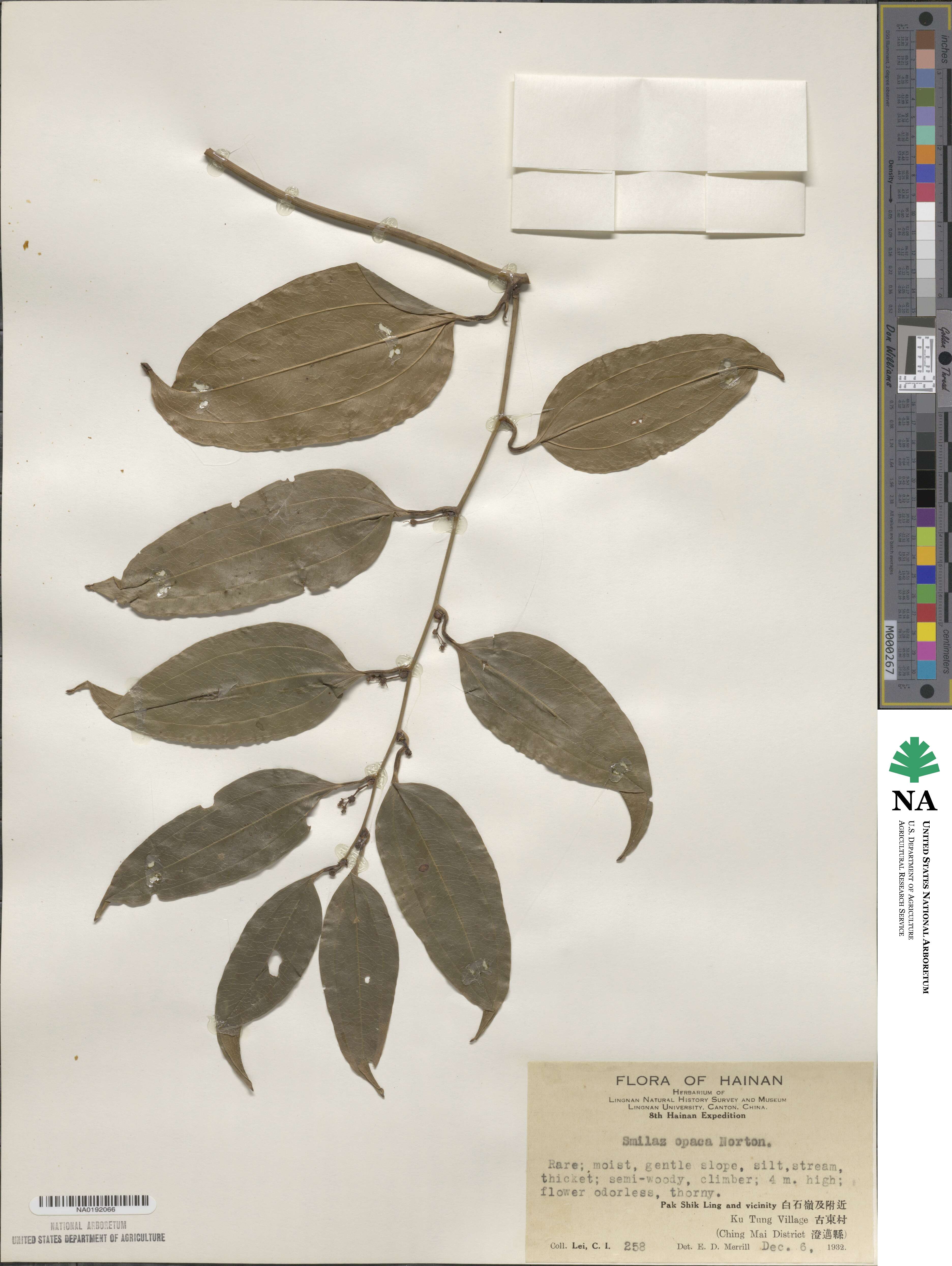 Smilax laevis image