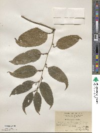 Smilax laevis image