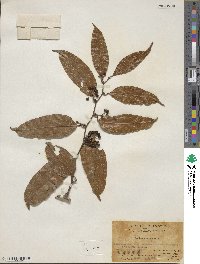 Smilax laevis image