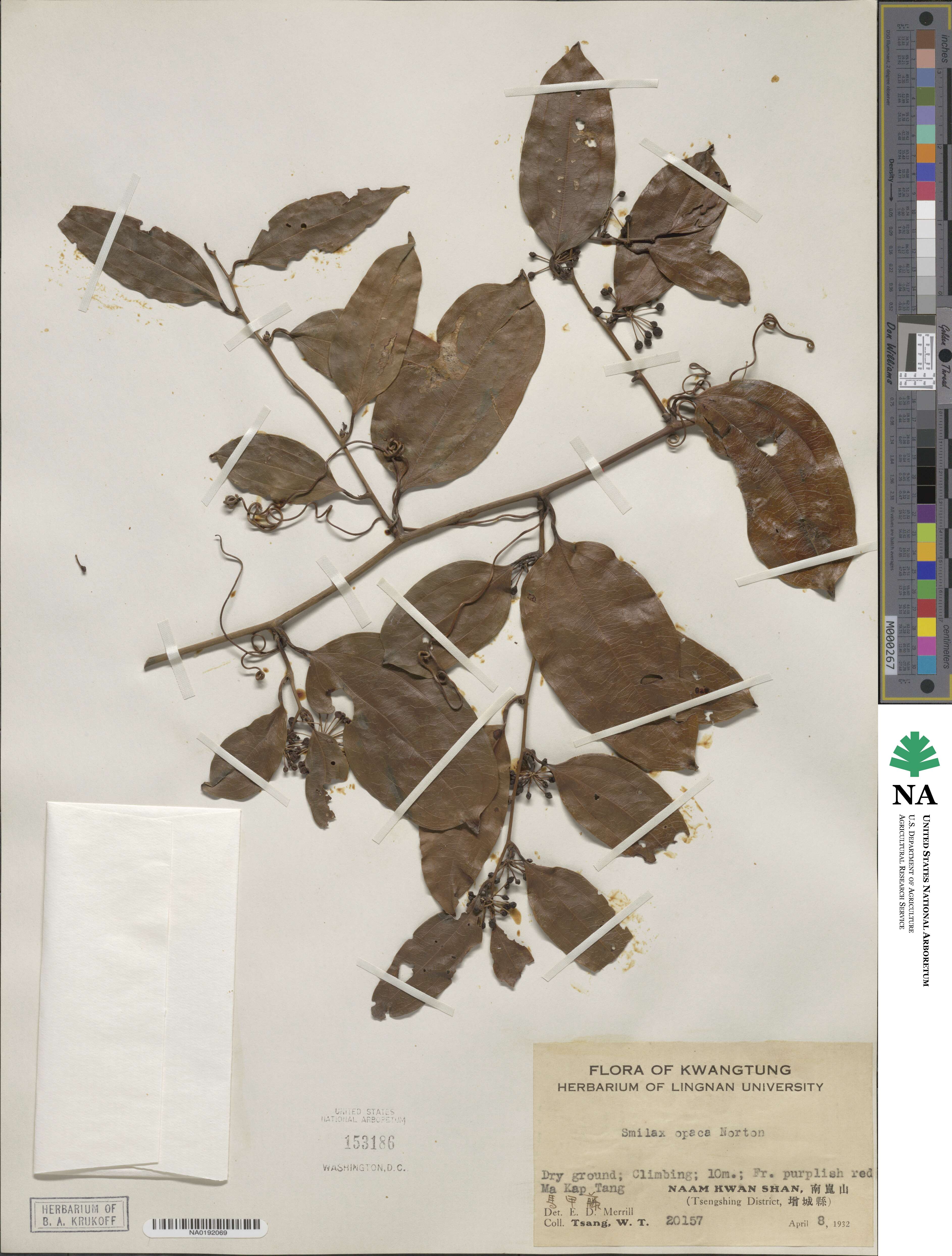 Smilax laevis image